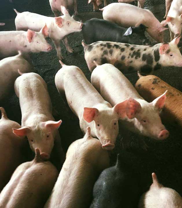 pigs