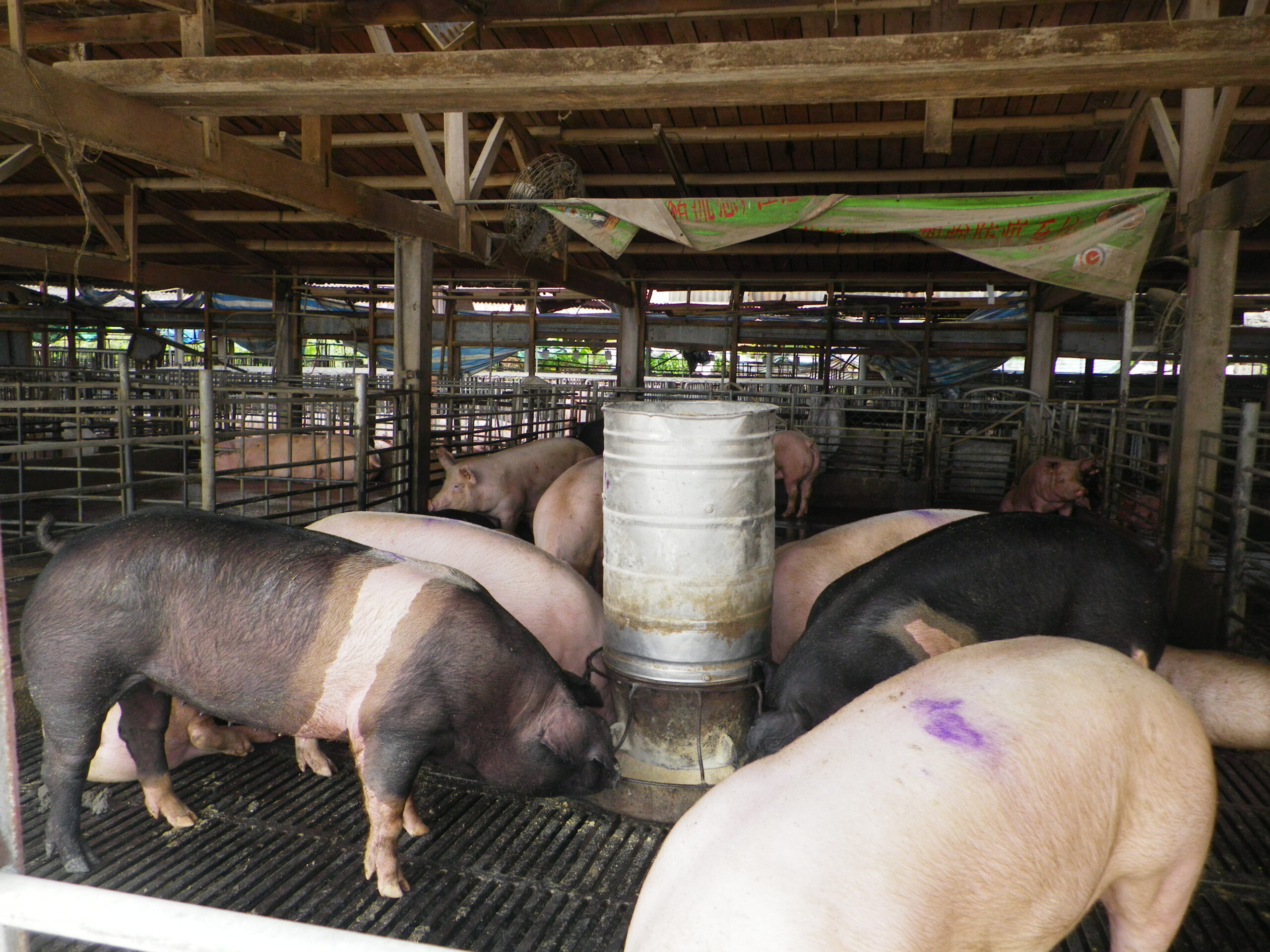 chicken house transferred into pig pen with wooden structure (1)